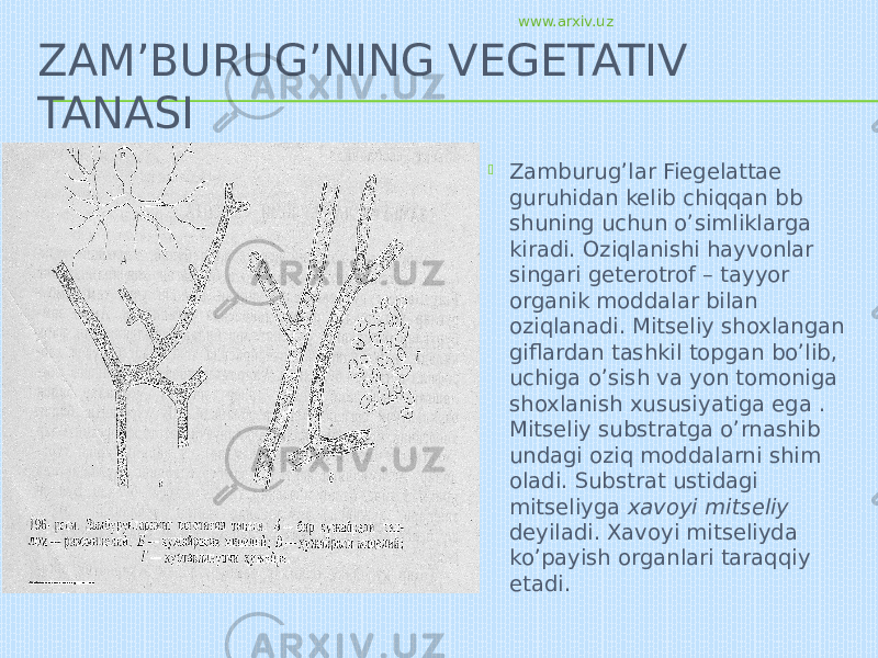 ZAM’BURUG’NING VEGETATIV TANASI  Zamburug’lar Fiegelattae guruhidan kelib chiqqan bb shuning uchun o’simliklarga kiradi. Oziqlanishi hayvonlar singari geterotrof – tayyor organik moddalar bilan oziqlanadi. Mitseliy shoxlangan giflardan tashkil topgan bo’lib, uchiga o’sish va yon tomoniga shoxlanish xususiyatiga ega . Mitseliy substratga o’rnashib undagi oziq moddalarni shim oladi. Substrat ustidagi mitseliyga xavoyi mitseliy deyiladi. Xavoyi mitseliyda ko’payish organlari taraqqiy etadi. www.arxiv.uz 