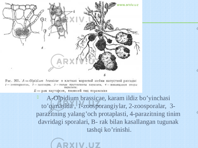  A-Olpidium brassicae, karam ildiz bo’yinchasi to’qimasida , 1-zoosporangiylar, 2-zoosporalar, 3- parazitning yalang’och protaplasti, 4-parazitning tinim davridagi sporalari, B- rak bilan kasallangan tugunak tashqi ko’rinishi. www.arxiv.uz 
