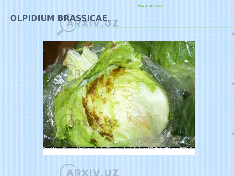 OLPIDIUM BRASSICAE , www.arxiv.uz 