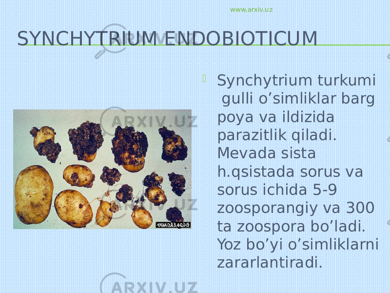 SYNCHYTRIUM ENDOBIOTICUM  Synchytrium turkumi gulli o’simliklar barg poya va ildizida parazitlik qiladi. Mevada sista h.qsistada sorus va sorus ichida 5-9 zoosporangiy va 300 ta zoospora bo’ladi. Yoz bo’yi o’simliklarni zararlantiradi. www.arxiv.uz 