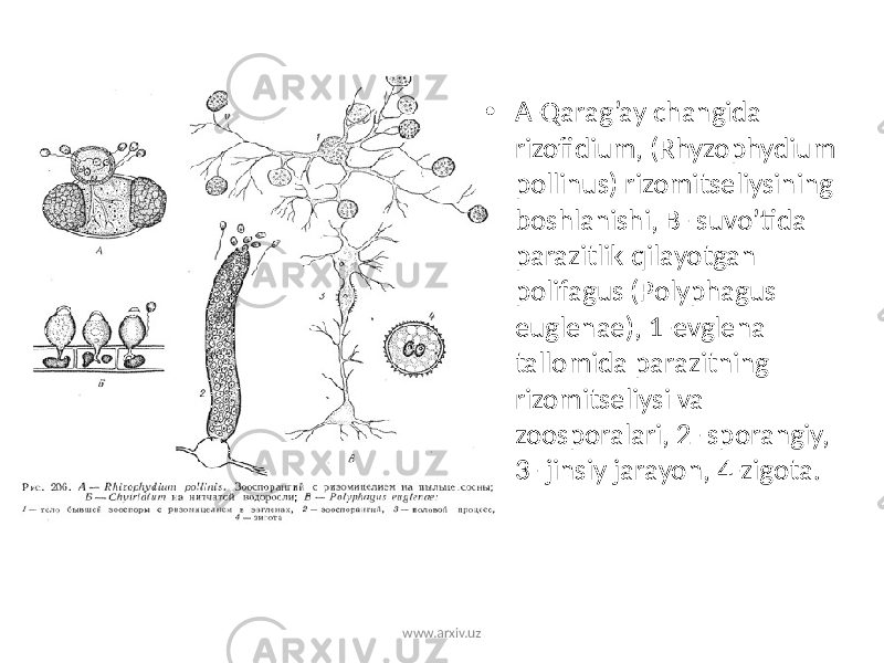 • A-Qarag’ay changida rizofidium, (Rhyzophydium pollinus) rizomitseliysining boshlanishi, B- suvo’tida parazitlik qilayotgan polifagus (Polyphagus euglenae), 1-evglena tallomida parazitning rizomitseliysi va zoosporalari, 2- sporangiy, 3- jinsiy jarayon, 4-zigota. www.arxiv.uz 