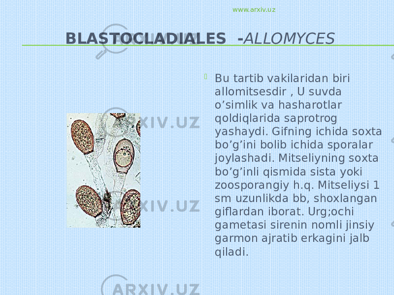 BLASTOCLADIALES - ALLOMYCES  Bu tartib vakilaridan biri allomitsesdir , U suvda o’simlik va hasharotlar qoldiqlarida saprotrog yashaydi. Gifning ichida soxta bo’g’ini bolib ichida sporalar joylashadi. Mitseliyning soxta bo’g’inli qismida sista yoki zoosporangiy h.q. Mitseliysi 1 sm uzunlikda bb, shoxlangan giflardan iborat. Urg;ochi gametasi sirenin nomli jinsiy garmon ajratib erkagini jalb qiladi. www.arxiv.uz 