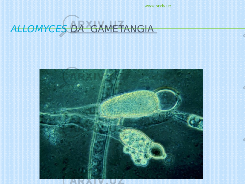 ALLOMYCES DA  GAMETANGIA www.arxiv.uz 