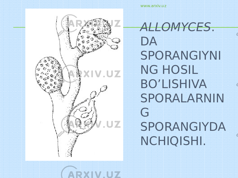 ALLOMYCES . DA SPORANGIYNI NG HOSIL BO’LISHIVA SPORALARNIN G SPORANGIYDA NCHIQISHI. www.arxiv.uz 