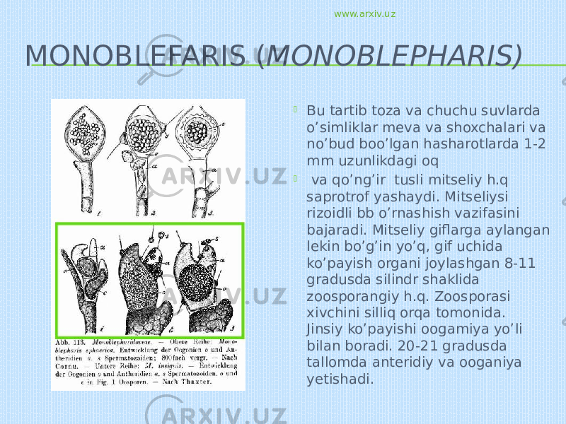 MONOBLEFARIS ( MONOBLEPHARIS)  Bu tartib toza va chuchu suvlarda o’simliklar meva va shoxchalari va no’bud boo’lgan hasharotlarda 1-2 mm uzunlikdagi oq  va qo’ng’ir tusli mitseliy h.q saprotrof yashaydi. Mitseliysi rizoidli bb o’rnashish vazifasini bajaradi. Mitseliy giflarga aylangan lekin bo’g’in yo’q, gif uchida ko’payish organi joylashgan 8-11 gradusda silindr shaklida zoosporangiy h.q. Zoosporasi xivchini silliq orqa tomonida. Jinsiy ko’payishi oogamiya yo’li bilan boradi. 20-21 gradusda tallomda anteridiy va ooganiya yetishadi. www.arxiv.uz 