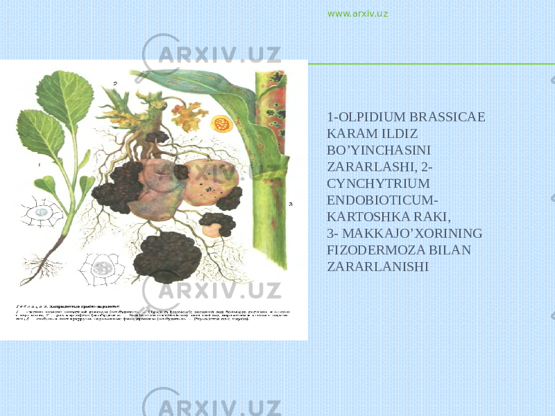 1-OLPIDIUM BRASSICAE KARAM ILDIZ BO’YINCHASINI ZARARLASHI, 2- CYNCHYTRIUM ENDOBIOTICUM- KARTOSHKA RAKI, 3- MAKKAJO’XORINING FIZODERMOZA BILAN ZARARLANISHI www.arxiv.uz 