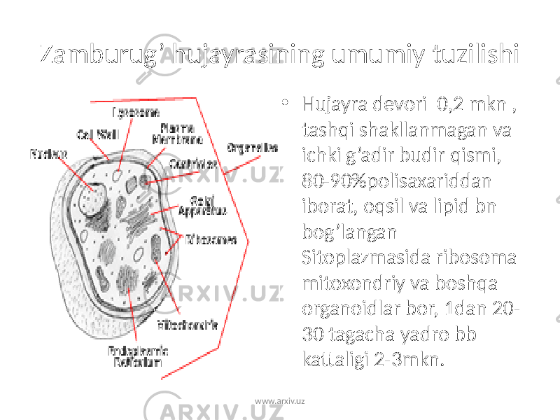 Zamburug’ hujayrasining umumiy tuzilishi • Hujayra devori 0,2 mkn , tashqi shakllanmagan va ichki g’adir budir qismi, 80-90%polisaxariddan iborat, oqsil va lipid bn bog’langan Sitoplazmasida ribosoma mitoxondriy va boshqa organoidlar bor, 1dan 20- 30 tagacha yadro bb kattaligi 2-3mkn. www.arxiv.uz 