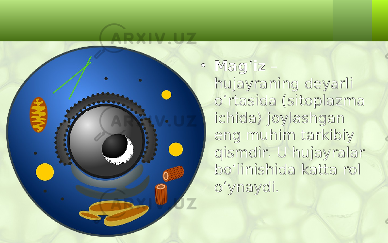 • Mag ‘ iz – hujayraning deyarli o‘rtasida (sitoplazma ichida) joylashgan eng muhim tarkibiy qismdir. U hujayralar bo‘linishida katta rol o‘ynaydi. 