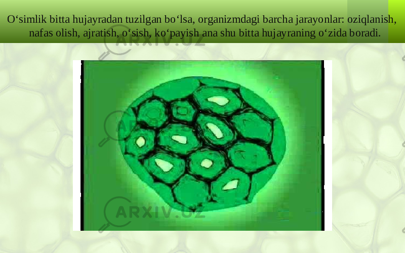 O‘simlik bitta hujayradan tuzilgan bo‘lsa, organizmdagi barcha jarayonlar: oziqlanish, nafas olish, ajratish, o‘sish, ko‘payish ana shu bitta hujayraning o‘zida boradi. 