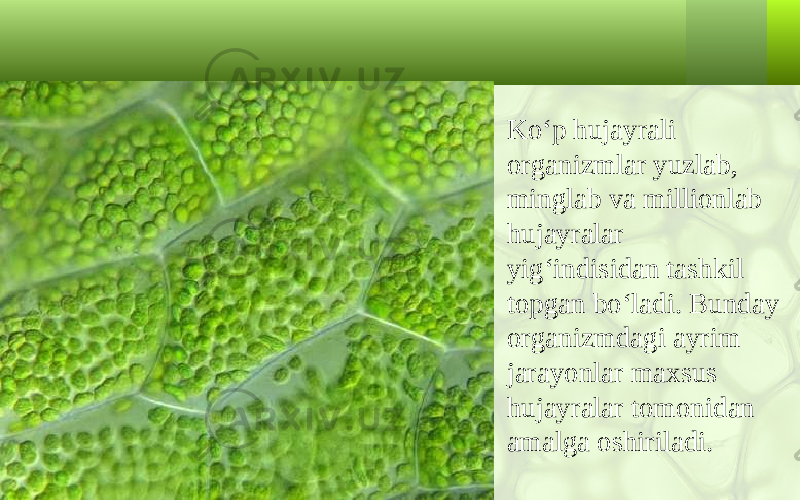 • Ko‘p hujayrali organizmlar yuzlab, minglab va millionlab hujayralar yig‘indisidan tashkil topgan bo‘ladi. Bunday organizmdagi ayrim jarayonlar maxsus hujayralar tomonidan amalga oshiriladi. 