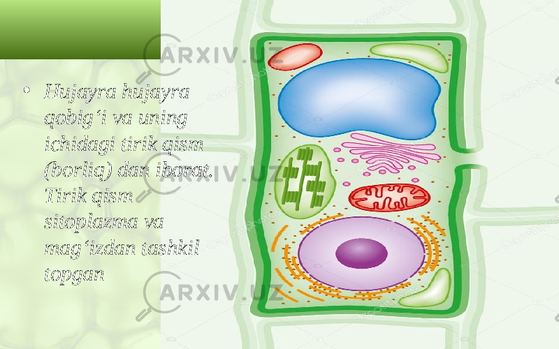 • Hujayra hujayra qobig‘i va uning ichidagi tirik qism (borliq) dan iborat. Tirik qism sitoplazma va mag‘izdan tashkil topgan 