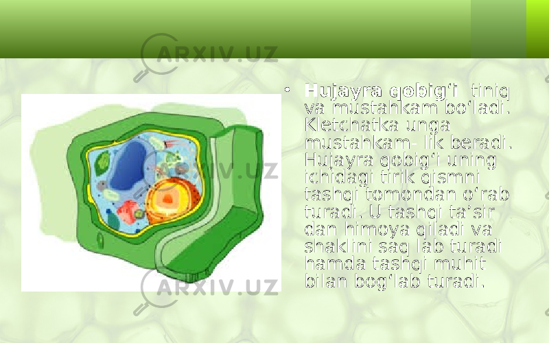 • Hujayra qobig ‘ i tiniq va mustahkam bo‘ladi. Kletchatka unga mustahkam- lik beradi. Hujayra qobig‘i uning ichidagi tirik qismni tashqi tomondan o‘rab turadi. U tashqi ta’sir dan himoya qiladi va shaklini saq lab turadi hamda tashqi muhit bilan bog‘lab turadi. 