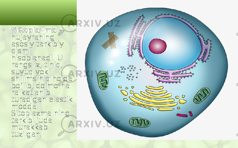 • Sitoplazma – hujayraning asosiy tarkibiy qismi hisoblanadi. U rangs iz, tiniq, suyuq yoki shilims hiq holda bo‘lib, doimo ha ra katlanib turadigan elastik modda. Sitoplazma ning tarkibi juda murakkab tuzilgan. 