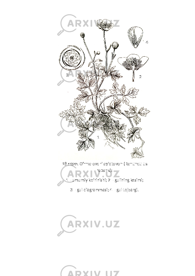 18-rasm . O‘ rmalovchi ayi q tovon (Ranunculus repens) : 1 – umumiy k o‘ rinishi; 2 – gulining kesimi; 3 – gul diagrammasi; 4 – gul tojbargi. 1 23 4 