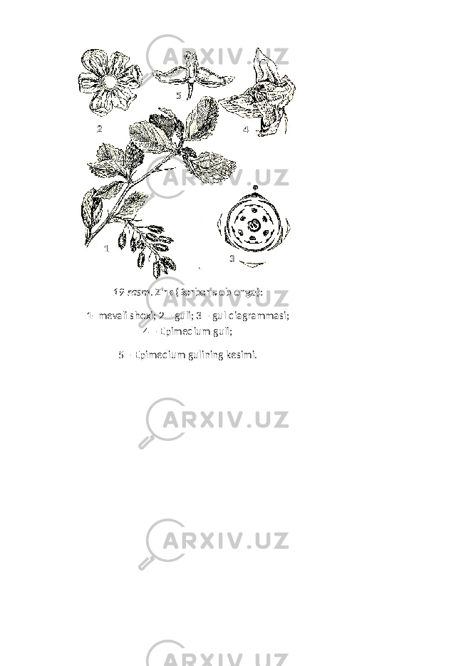 19-rasm . Zirk (Berberis oblonga ) : 1- mevali shoxi; 2 – guli; 3 – gul diagrammasi; 4 – Epimedium guli; 5 – Epimedium gulining kesimi.12 3 45 