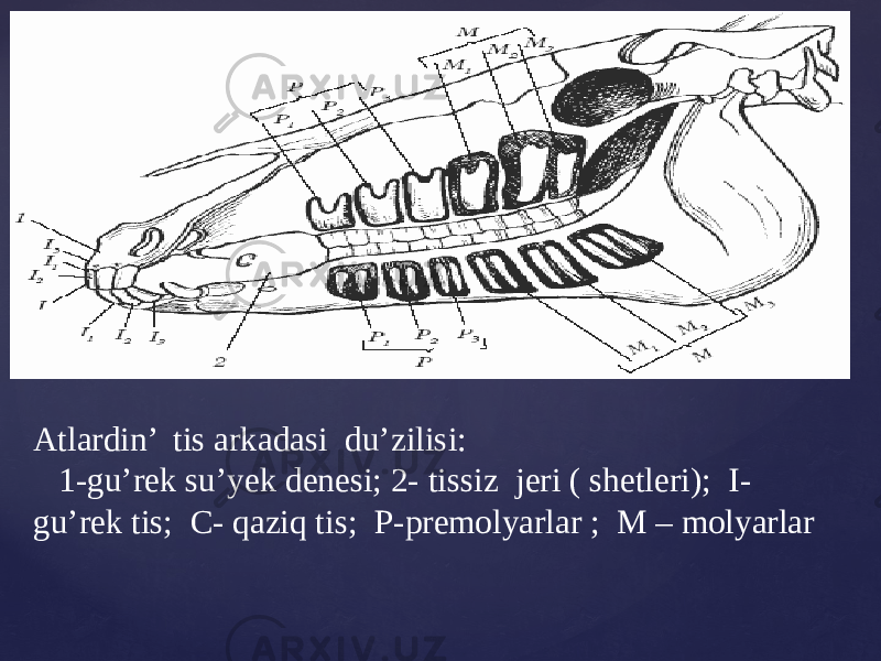 Atlardin’ tis arkadasi du’zilisi: 1-gu’rek su’yek denesi; 2- tissiz jeri ( shetleri); I- gu’rek tis; С- qaziq tis; Р-premolyarlar ; М – molyarlar 