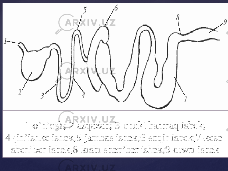 1-o’n’esh; 2-asqazan; 3-oneki barmaq ishek; 4-jin’ishke ishek;5-jambas ishek;6-soqir ishek;7-kese shen’ber ishek;8-kishi shen’ber ishek;9-tuwri ishek 