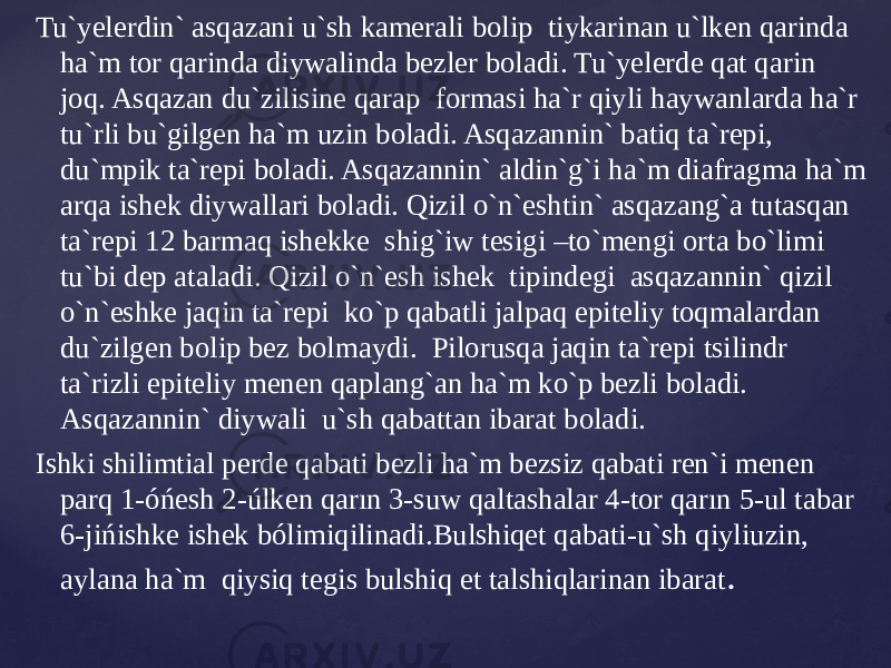 Tu`yelerdin` asqazani u`sh kamerali bolip tiykarinan u`lken qarinda ha`m tor qarinda diywalinda bezler boladi. Tu`yelerde qat qarin joq. Asqazan du`zilisine qarap formasi ha`r qiyli haywanlarda ha`r tu`rli bu`gilgen ha`m uzin boladi. Asqazannin` batiq ta`repi, du`mpik ta`repi boladi. Asqazannin` aldin`g`i ha`m diafragma ha`m arqa ishek diywallari boladi. Qizil o`n`eshtin` asqazang`a tutasqan ta`repi 12 barmaq ishekke shig`iw tesigi –to`mengi orta bo`limi tu`bi dep ataladi. Qizil o`n`esh ishek tipindegi asqazannin` qizil o`n`eshke jaqin ta`repi ko`p qabatli jalpaq epiteliy toqmalardan du`zilgen bolip bez bolmaydi. Pilorusqa jaqin ta`repi tsilindr ta`rizli epiteliy menen qaplang`an ha`m ko`p bezli boladi. Asqazannin` diywali u`sh qabattan ibarat boladi. Ishki shilimtial perde qabati bezli ha`m bezsiz qabati ren`i menen parq 1-óńesh 2-úlken qarın 3-suw qaltashalar 4-tor qarın 5-ul tabar 6-jińishke ishek bólimiqilinadi.Bulshiqet qabati-u`sh qiyliuzin, aylana ha`m qiysiq tegis bulshiq et talshiqlarinan ibarat . 