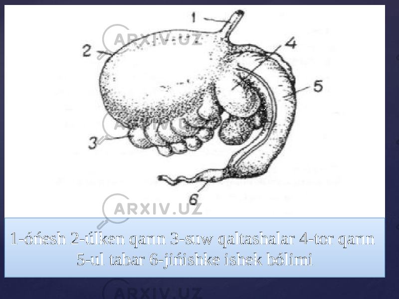 1-óńesh 2-úlken qarın 3-suw qaltashalar 4-tor qarın 5-ul tabar 6-jińishke ishek bólimi01 33 