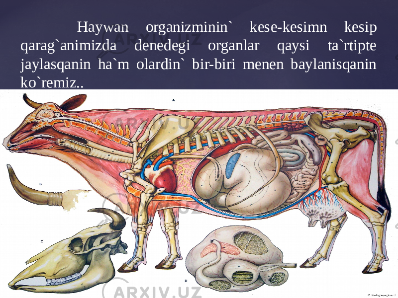  Haywan organizminin` kese-kesimn kesip qarag`animizda denedegi organlar qaysi ta`rtipte jaylasqanin ha`m olardin` bir-biri menen baylanisqanin ko`remiz.. 