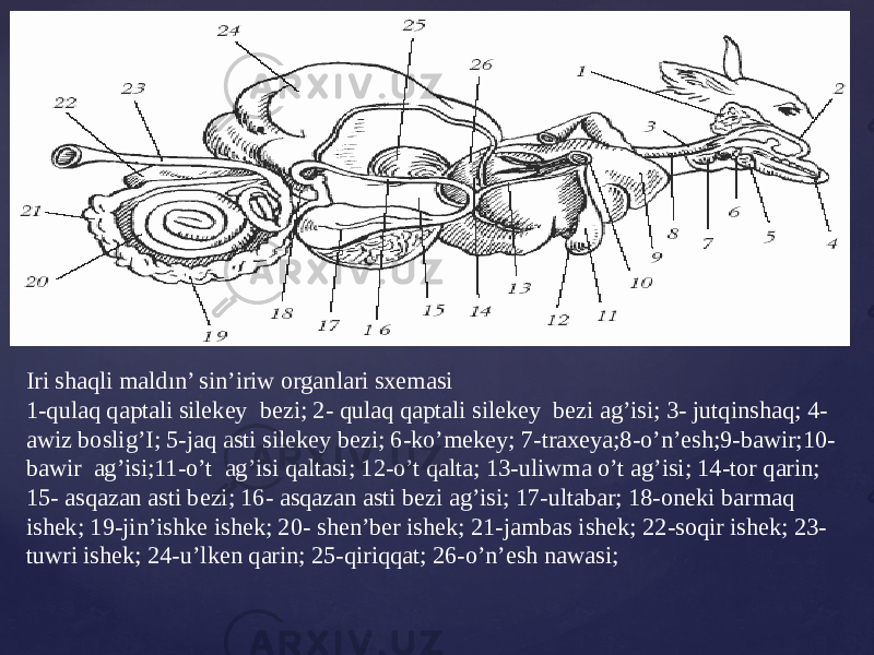 Iri shaqli maldın’ sin’iriw organlari sxemasi 1-qulaq qaptali silekey bezi; 2- qulaq qaptali silekey bezi ag’isi; 3- jutqinshaq; 4- awiz boslig’I; 5-jaq asti silekey bezi; 6-ko’mekey; 7-traxeya;8-o’n’esh;9-bawir;10- bawir ag’isi;11-o’t ag’isi qaltasi; 12-o’t qalta; 13-uliwma o’t ag’isi; 14-tor qarin; 15- asqazan asti bezi; 16- asqazan asti bezi ag’isi; 17-ultabar; 18-oneki barmaq ishek; 19-jin’ishke ishek; 20- shen’ber ishek; 21-jambas ishek; 22-soqir ishek; 23- tuwri ishek; 24-u’lken qarin; 25-qiriqqat; 26-o’n’esh nawasi; 