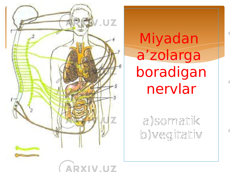 Miyadan a’zolarga boradigan nervlar a)somatik b)vegitativ 