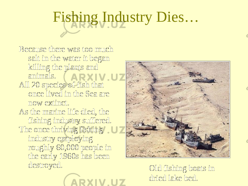 Fishing Industry Dies… Because there was too much salt in the water it began killing the plants and animals. All 20 species of fish that once lived in the Sea are now extinct. As the marine life died, the fishing industry suffered. The once thriving fishing industry employing roughly 60,000 people in the early 1960s has been destroyed. Old fishing boats in dried lake bed. 