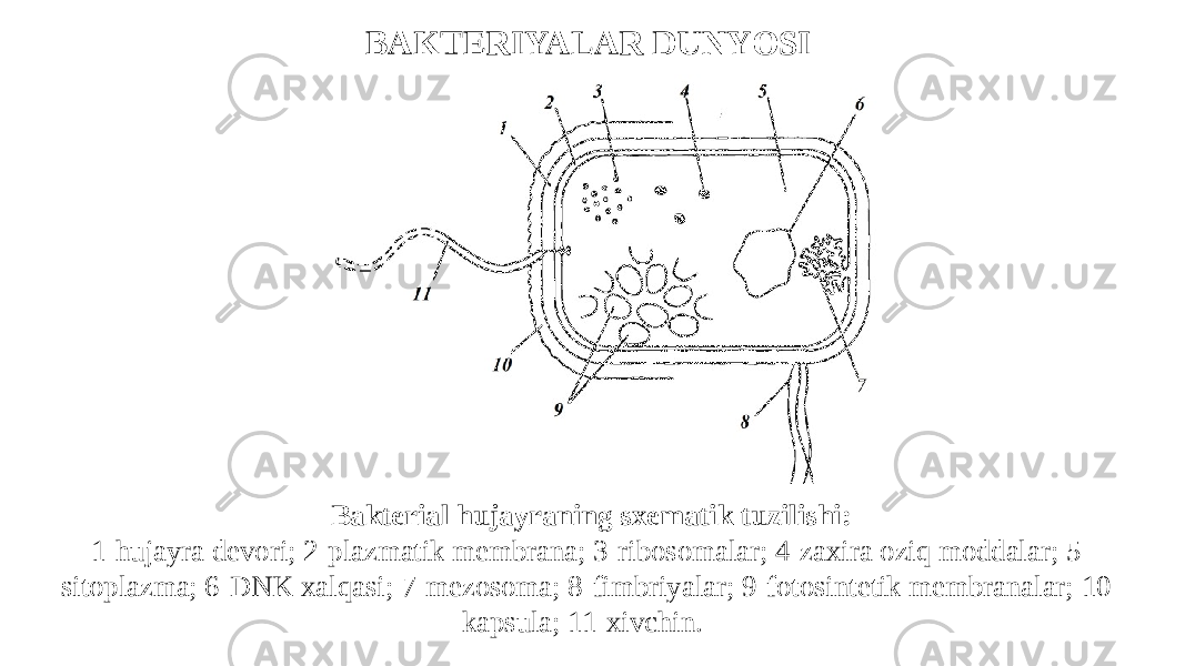 Bakterial hujayraning sxematik tuzilishi: 1-hujayra devori; 2-plazmatik membrana; 3-ribosomalar; 4-zaxira oziq moddalar; 5- sitoplazma; 6-DNK xalqasi; 7-mezosoma; 8-fimbriyalar; 9-fotosintetik membranalar; 10- kapsula; 11-xivchin. BAKTERIYALAR DUNYOSI 