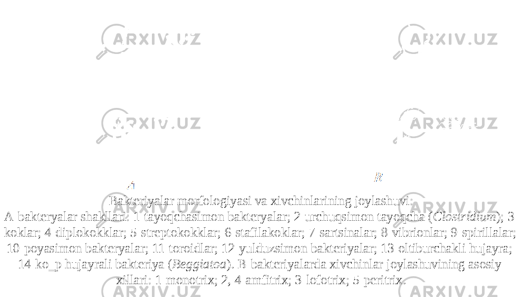 Bakteriyalar morfologiyasi va xivchinlarining joylashuvi: A-bakteryalar shakllari: 1-tayoqchasimon bakteryalar; 2-urchuqsimon tayoqcha ( Clostridium ); 3- koklar; 4-diplokokklar; 5-streptokokklar; 6-stafilakoklar; 7-sartsinalar; 8-vibrionlar; 9-spirillalar; 10-poyasimon bakteryalar; 11-toroidlar; 12-yulduzsimon bakteriyalar; 13-oltiburchakli hujayra; 14-ko‗p hujayrali bakteriya ( Beggiatoa ). B-bakteriyalarda xivchinlar joylashuvining asosiy xillari: 1-monotrix; 2, 4-amfitrix; 3-lofotrix; 5-peritrix. 