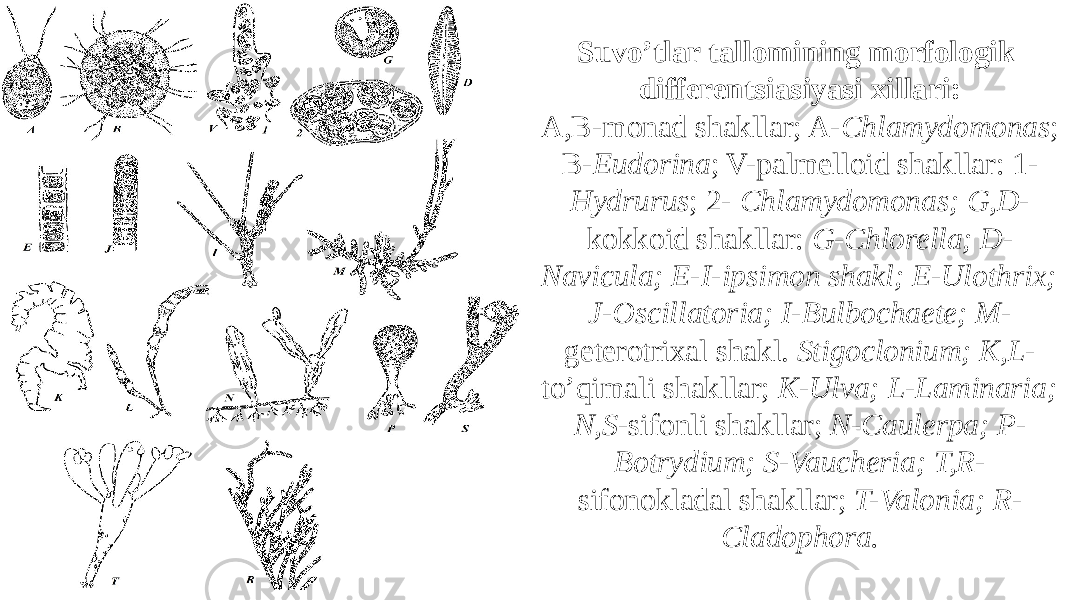Suvo’tlar tallomining morfologik differentsiasiyasi xillari: A,B-monad shakllar; A- Chlamydomonas ; B- Eudorina ; V-palmelloid shakllar: 1- Hydrurus ; 2- Chlamydomonas; G,D- kokkoid shakllar: G-Chlorella; D- Navicula; E-I-ipsimon shakl; E-Ulothrix; J-Oscillatoria; I-Bulbochaete; M- geterotrixal shakl. Stigoclonium; K,L- to’qimali shakllar; K-Ulva; L-Laminaria; N,S- sifonli shakllar; N-Caulerpa; P- Botrydium; S-Vaucheria; T,R- sifonokladal shakllar; T-Valonia; R- Cladophora. 