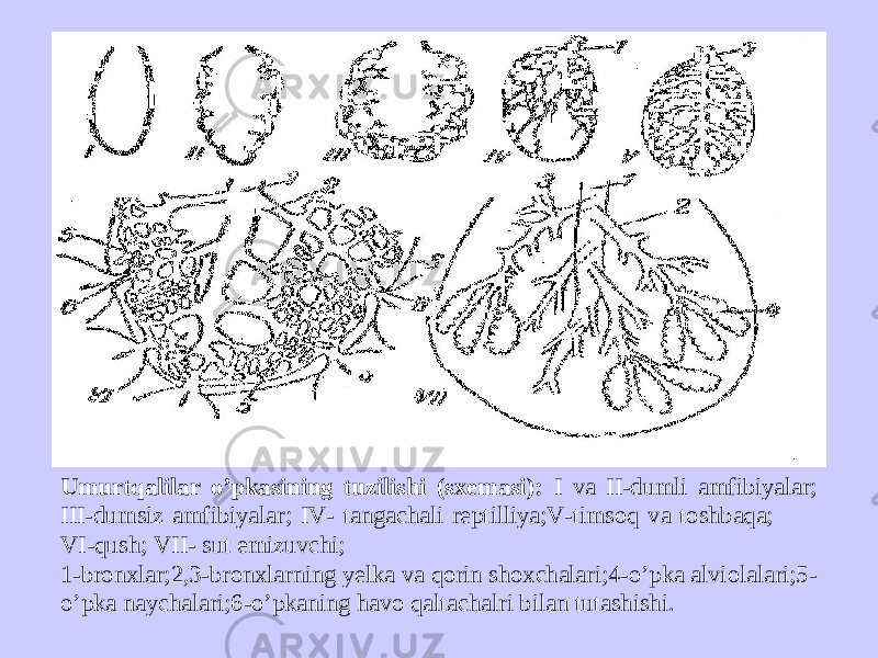 Umurtqalilar o’pkasining tuzilishi (sxemasi): I va II-dumli amfibiyalar; III-dumsiz amfibiyalar; IV- tangachali reptilliya;V-timsoq va toshbaqa; VI-qush; VII- sut emizuvchi; 1-bronxlar;2,3-bronxlarning yelka va qorin shoxchalari;4-o’pka alviolalari;5- o’pka naychalari;6-o’pkaning havo qaltachalri bilan tutashishi. 