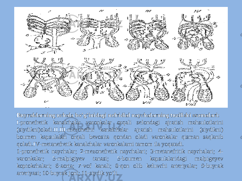 Buyraklarning uchala bo’g’inidagi nefridial naychalarning tuzilishi sxemalari: I-pronefretik kanalchalar varonkalar orqali selondagi ajratish mahsulotlarini (siydikni)oladi:II,III-mezonefrit kanalchalar ajratish mahsulotlarini (siydikni) boumen kapsulalari orqali bevosita qondan oladi varonkalar qisman saqlanib qoladi.IV-metanefretik kanalchalar varonkalarni tamom ila yoqatadi. 1-pronefretik naychalar; 2-mezonefretik naychalari; 3-metanefritik naychalari; 4- varonkalar; 5-malpigiyev tanasi; 5-boumen kapsulalaridagi malpigeyev koptokchalari; 6-aorta; 7-vof kanali; 8-qon olib keluvchi arteriyalar; 9-buyrak arteriyasi; 10-buyrak joni; 11-siydik yo’li. 