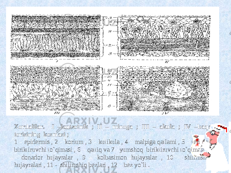 Х ordalilar. I –lantsetnik ; II – minoga ; III – akula ; IV –baqa terisining kesmasi ; 1 – epidermis , 2 – korium , 3 – kutikula , 4 – malpiga qatlami , 5 – teri osti biriktiruvchi to`qimasi , 6 – qattiq va 7 –yumshoq biriktiruvchi to`qimasi ,8 – donador hujayralar , 9 – kolbasimon hujayralar , 10 – shilimshiq hujayralari , 11 - shilimshiq bezlari , 12 – bez yo`li . 