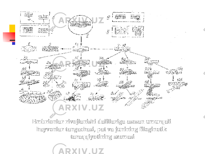  Embrionlar rivojlanishi dalillariga asosan umurqali hayvonlar tangachasi, pat va junining filoginetik taraqqiyotining sxemasi 