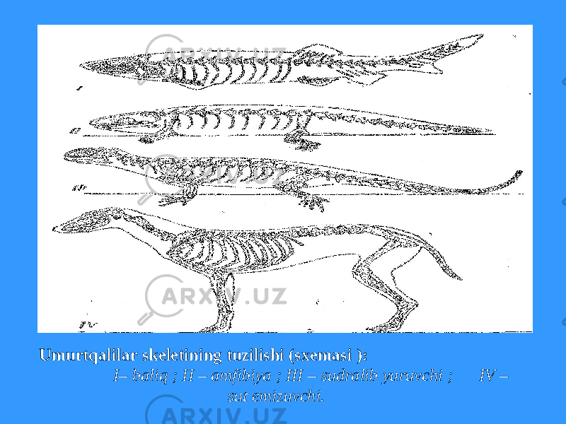 Umurtqalilar skeletining tuzilishi (sxemasi ): I– baliq ; II – amfibiya ; III – sudralib yuruvchi ; IV – sut emizuvchi. 