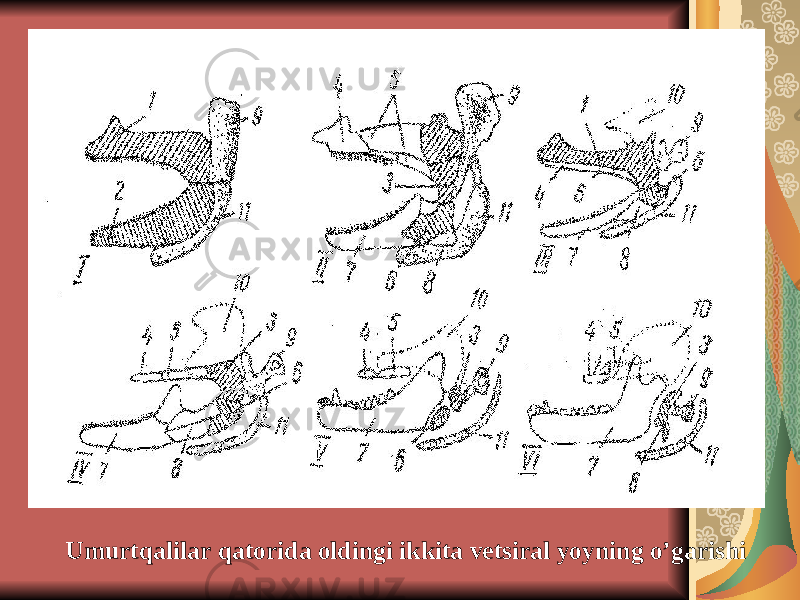 Umurtqalilar qatorida oldingi ikkita vetsiral yoyning o’garishi 