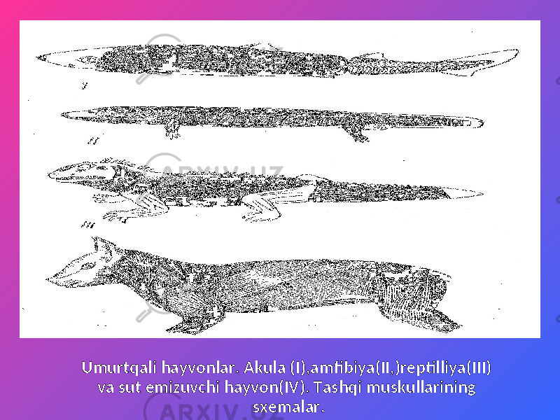 Umurtqali hayvonlar. Akula (I),amfibiya(II,)reptilliya(III) va sut emizuvchi hayvon(IV). Tashqi muskullarining sxemalar . 