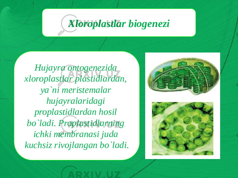 Xloroplastlar biogenezi Hujayra ontogenezida xloroplastlar plastidlardan, ya`ni meristemalar hujayralaridagi proplastidlardan hosil bo`ladi. Proplastidlarning ichki membranasi juda kuchsiz rivojlangan bo`ladi. 