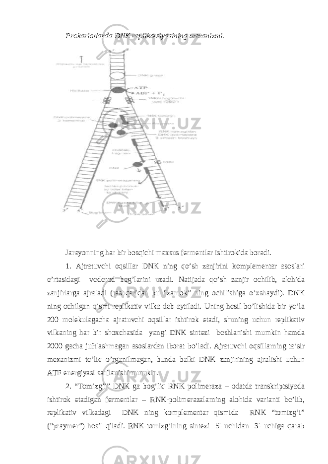 Prokariotlarda DNK replikatsiyasining mexanizmi. Jarayonning har bir bosqichi maxsus fermentlar ishtirokida boradi. 1. Ajtratuvchi oqsillar DNK ning qo’sh zanjirini komplementar asoslari o’rtasidagi vodorod bog’larini uzadi. Natijada qo’sh zanjir ochilib, alohida zanjirlarga ajraladi (tashqaridan bu “zamok” ning ochilishiga o’xshaydi). DNK ning ochilgan qismi replikativ vilka deb aytiladi. Uning hosil bo’lishida bir yo’la 200 molekulagacha ajratuvchi oqsillar ishtirok etadi, shuning uchun replikativ vilkaning har bir shoxchasida yangi DNK sintezi boshlanishi mumkin hamda 2000 gacha juftlashmagan asoslardan iborat bo’ladi. Ajratuvchi oqsillarning ta’sir mexanizmi to’liq o’rganilmagan, bunda balki DNK zanjirining ajralishi uchun ATF energiyasi sarflanishi mumkin. 2. “Tomizg’i” DNK ga bog’liq RNK polimeraza – odatda transkriptsiyada ishtirok etadigan fermentlar – RNK-polimerazalarning alohida varianti bo’lib, replikativ vilkadagi DNK ning komplementar qismida RNK “tomizg’i” (“praymer”) hosil qiladi. RNK-tomizg’ining sintezi 5¹ uchidan 3¹ uchiga qarab 