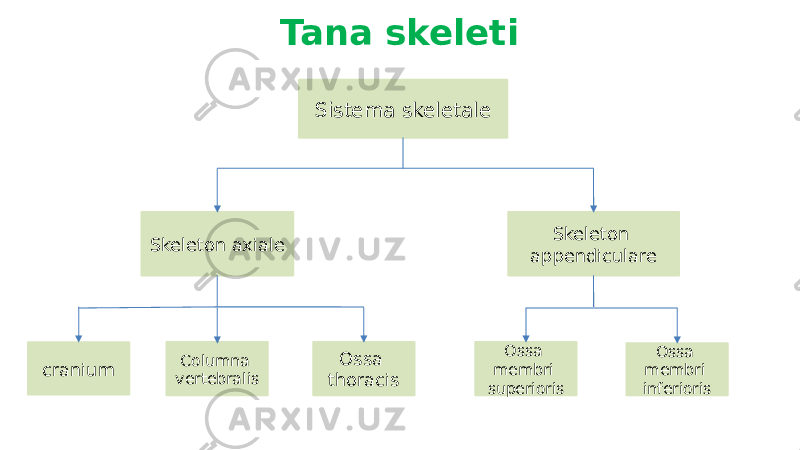 Tana skeleti Sistema skeletale Skeleton axiale Skeleton appendiculare cranium Columna vertebralis Ossa thoracis Ossa membri superioris Ossa membri inferioris 