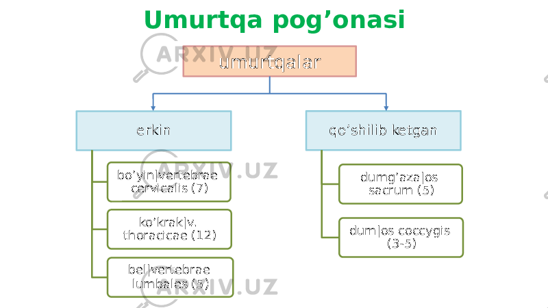 erkin bo’yin|vertebrae cervicalis (7) ko’krak|v. thoracicae (12) bel|vertebrae lumbales (5 ) qo’shilib ketgan dumg’aza|os sacrum (5) dum|os coccygis (3-5)Umurtqa pog’onasi umurtqalar 