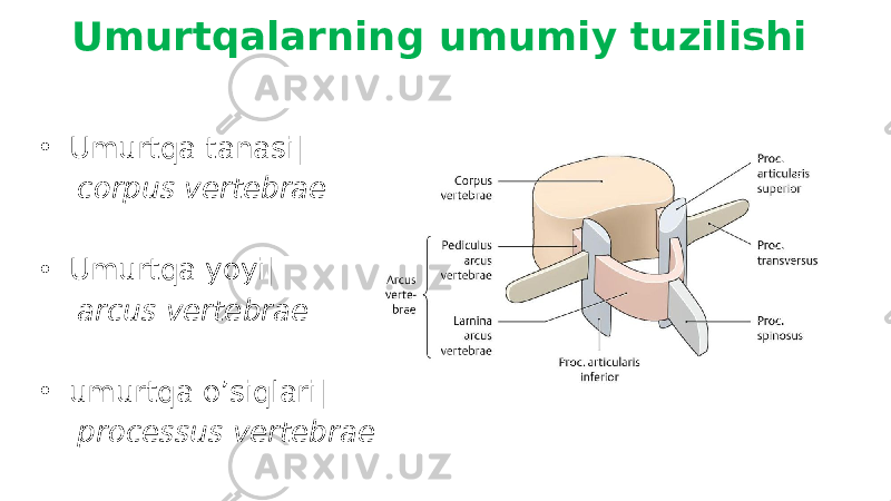 • Umurtqa tanasi| corpus vertebrae • Umurtqa yoyi| arcus vertebrae • umurtqa o’siqlari| processus vertebraeUmurtqalarning umumiy tuzilishi 