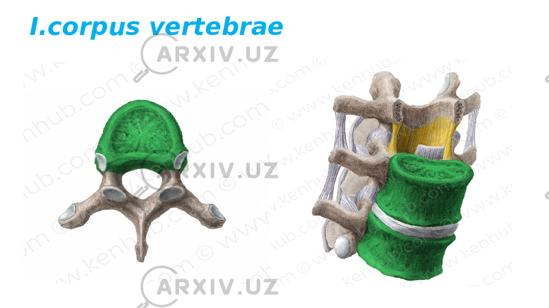 I.corpus vertebrae 