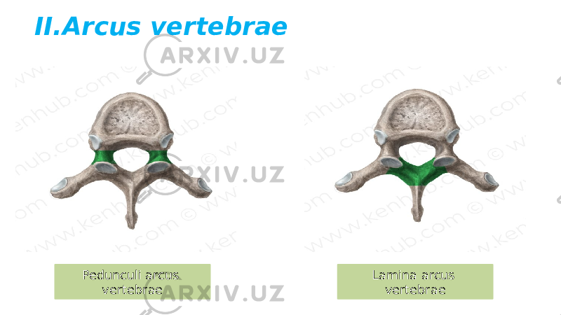 II.Arcus vertebrae Lamina arcus vertebraePedunculi arcus vertebrae 