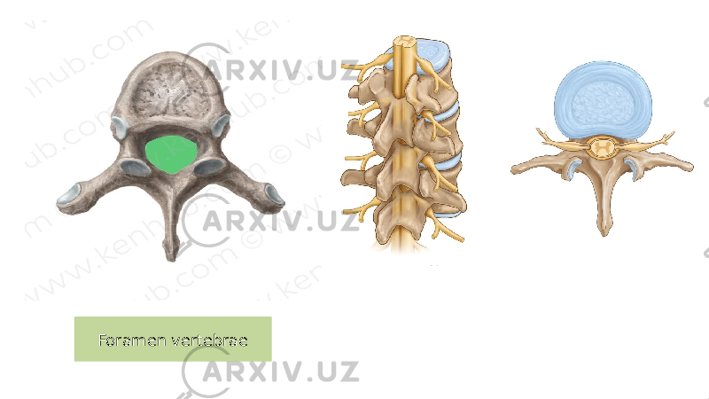 Foramen vertebrae 