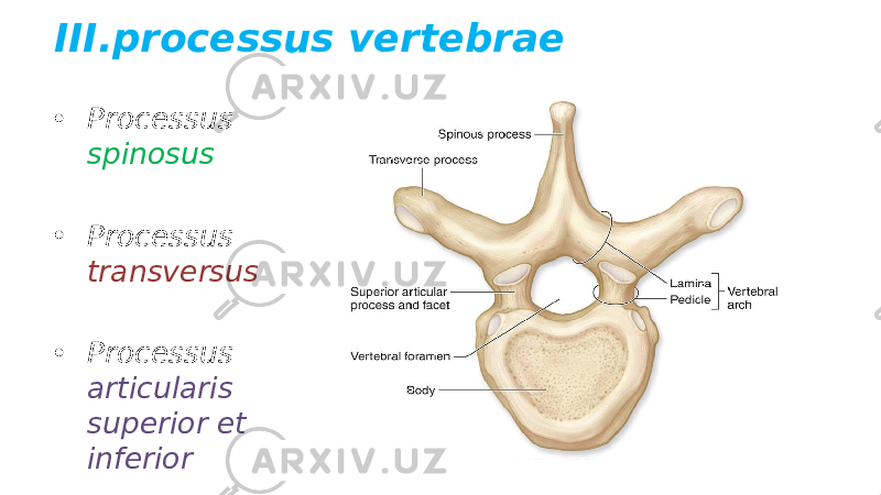 III.processus vertebrae • Processus spinosus • Processus transversus • Processus articularis superior et inferior 