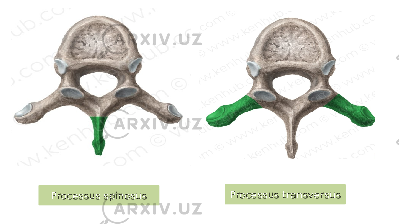 Processus spinosus Processus transversus 