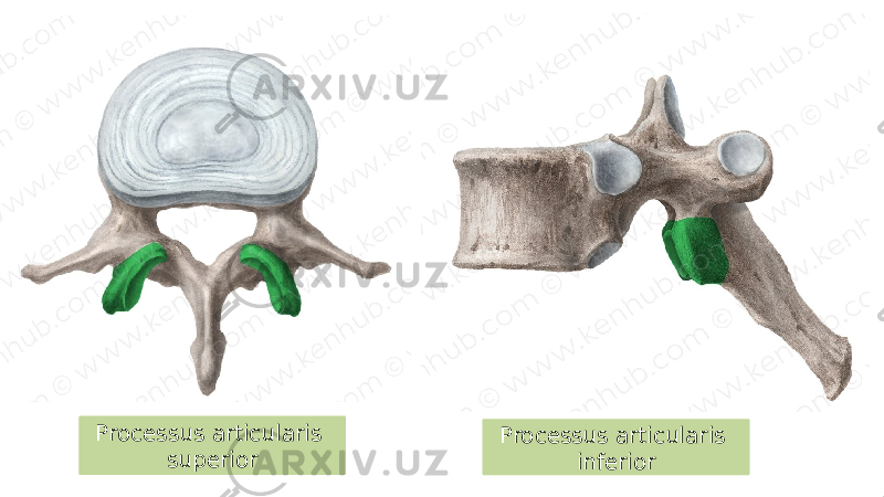 Processus articularis inferiorProcessus articularis superior 