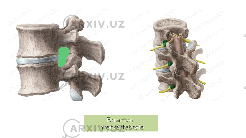 Foramen intervertebrale 