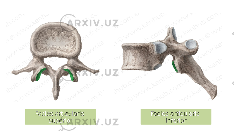 Facies articularis inferiorFacies articularis superior 